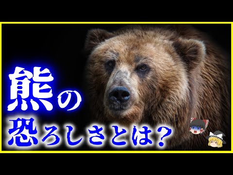 【ゆっくり解説】日本に生息する「クマ」の生態と恐るべき能力とは?を解説/熊の学習能力と身体能力