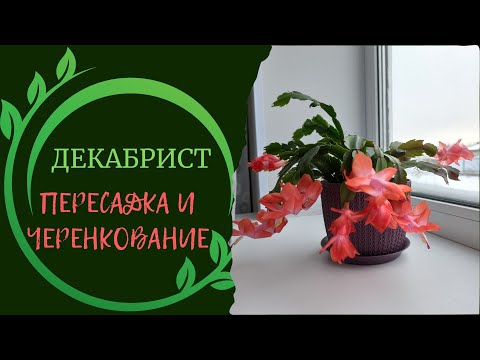 Декабрист: пересадка и черенкование в феврале