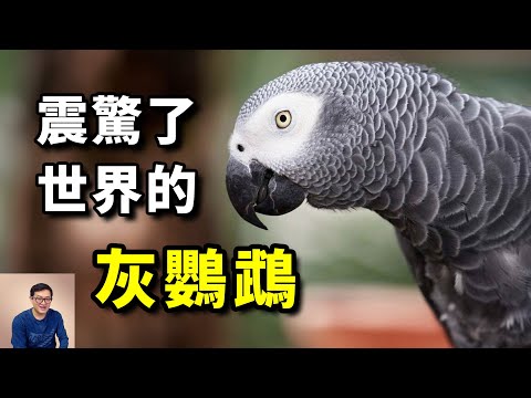 What did the parrot say? a miracle in the animal kingdom! #animal #pet #bird #parrot