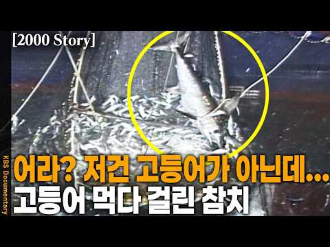 [2000 Story] 바다 위 고등어와 살벌한 전쟁 중에 이런 행운이?? | KBS 20000211 방송