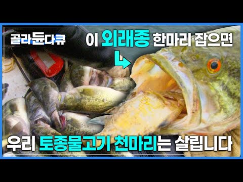 국내 고유 어종을 무자비로 잡아먹는 ‘1m 포식자 외래종’  | 한달도 채 안돼서 2톤 초과 ,충격적인 포획량 | 극한직업 | #골라듄다큐
