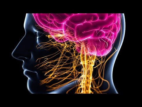 الفسلجة والتشريح 3D:الحلقة#8:الجهاز العصبي المستقل:الجهازالعصبي الودي واللاودي.