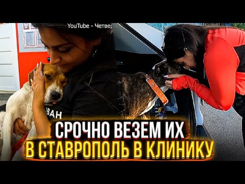 Едем в Ставрополь, Делаем ОПЕРАЦИИ, рентген и узи Микке,Раде,Оливке🙏