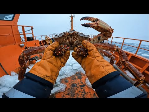 북극 대륙붕 아래에서 1,800,000달러짜리 눈게를 잡다가 거의 죽을 뻔했습니다 –70°C