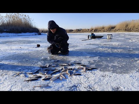 ПОПАЛИ НА ЖОР ПЛІТКИ І ГУСТЕРИ НА МІЛКОВОДДІ. Зимова рибалка на плітку