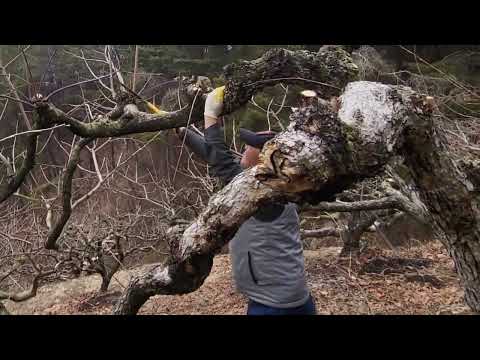 Pruning a 100-year-old Daebong persimmon tree