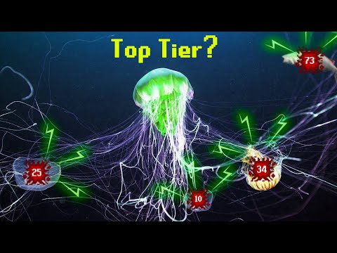 The Jellyfish Tier List