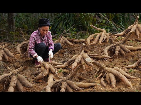 Grandma uses 100 kilograms of cassava to make various delicacies