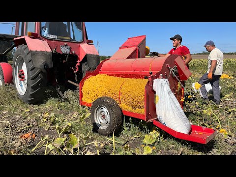Секрет збору гарбузового насіння — спецтехніка в дії!