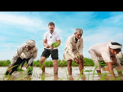 खेतों में धान की रोपाई | भारत जोड़ते किसान - Part 1 | Haryana Farmers | Rahul Gandhi