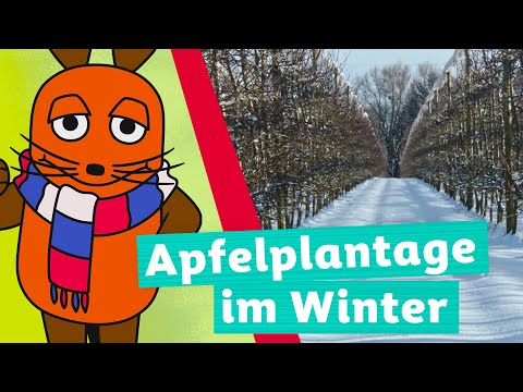 Was passiert mit den Äpfeln im Winter? | Die Maus | WDR