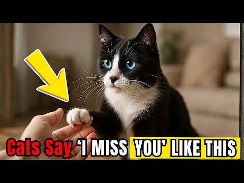 This Is How Your Cat Says “I Miss You” (Most Owners Never Notice)