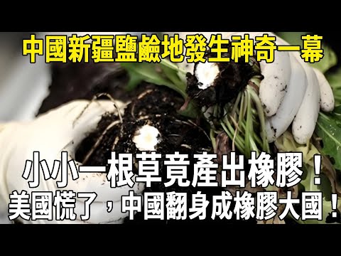 中國新疆鹽鹼地發生神奇一幕，小小一根草竟產出橡膠！美國慌了，中國翻身成橡膠大國！#科普 #熱門 #橡膠草 #新疆