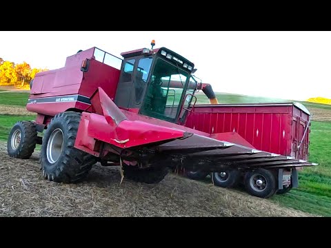Combining Corn Until We Almost Lost The Truck! Harvest 2025
