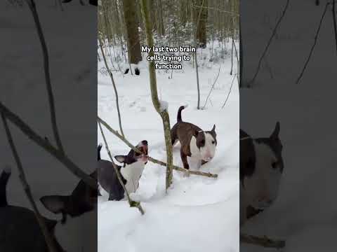 My dogs aren't the brightest of the bunch.... #BullTerrier #Dog #Funny