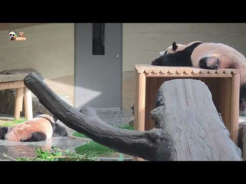 🗓20251129 🎦세컨하우스 영상모음🎦💕꽁냥꽁냥 식사시간, 번갈아 호캉스, 식수대 뿌빠한 후이💕🐼루이바오🐼후이바오🎦💕(무자막)