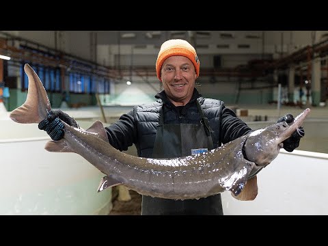 Черная икра. Как это сделано. Самая дорогая икра в мире для шейхов Дубая. Осетровая ферма