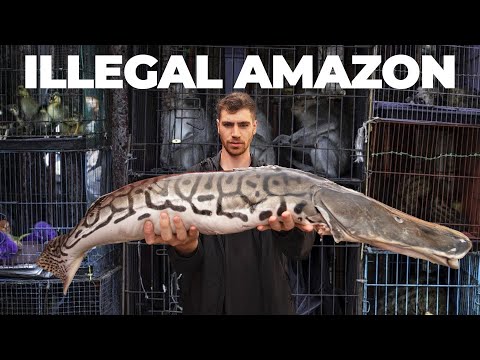 Inside the World's Largest Illegal Exotic Animal Market... (Tour)
