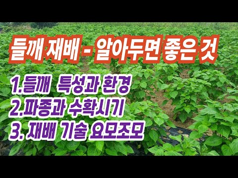[텃밭] 들깨 재배 기술 중 요모조모 입니다