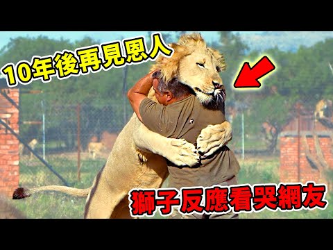 全球最暖心！盤點最感人的動物與人類重逢，第1名真的哭爆！
