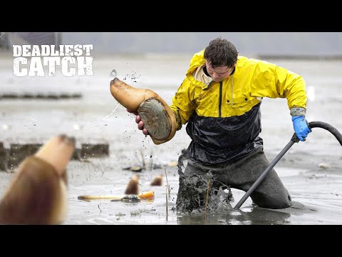 How Harvesting 2,000 Geoduck Snails in The Mud Could Earn You Over $500,000 | Fishing Documentary