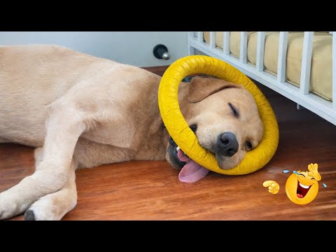 I Can’t Believe These Dogs Are Still This Funny 😂 Best Funny Dog Videos of 2026 🐶