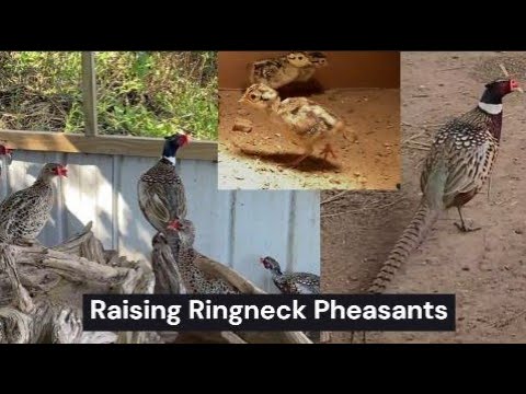 Raising Pheasants