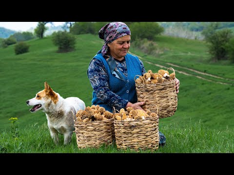 From Forest to Table | Harvesting & Cooking Wild Morels