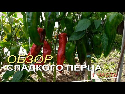 Review of SWEET PEPPER harvest 2024! Part 1.