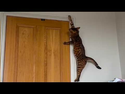 CATS and DOGS: Unexplained and Crazy Antics
