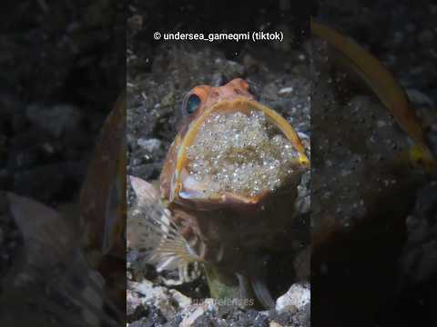 Why is This Fish EATING Its Own Babies?!