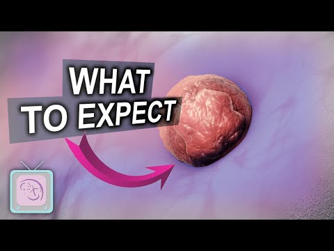 Embryo Transfer Day! Behind the Scenes! What to Expect!