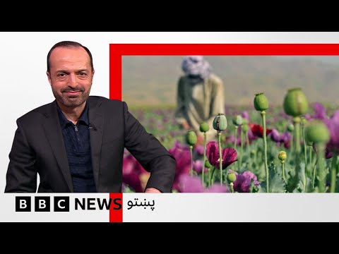 "افغانستان کې د نشه يي توکو کارونه له دوديزو بڼو، مصنوعي نشه يي توکو ته اوړي" - بي بي سي نړۍ دا وخت