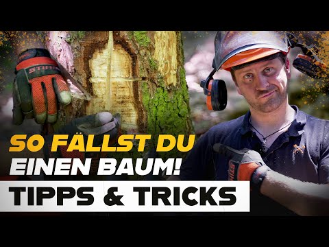 Dumme Fehler beim Baum fällen - Tipps & Tricks