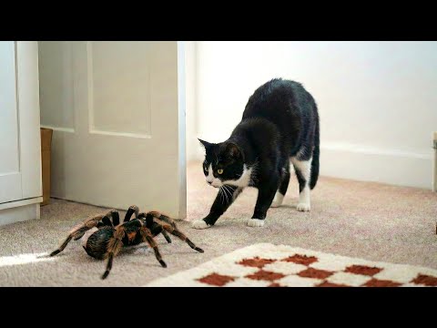 Epic Encounters Between Cats & Wild Animals 😹 | Hilarious Moments 2026