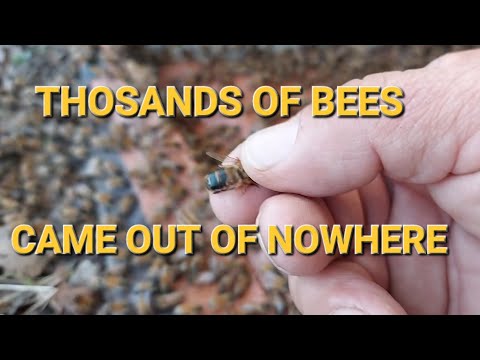 Swarmed  By Thousands Of Bees