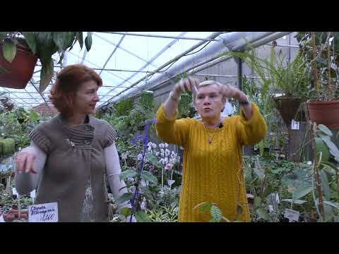 Хойя (восковой плющ)