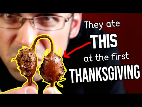 Food That Was Eaten at the First Thanksgiving - AMERICAN GROUNDNUT