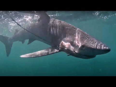Land & Sea: Shark fishing in Newfoundland and Labrador