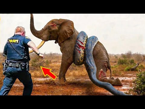 Tiere, die Menschen um Hilfe baten!