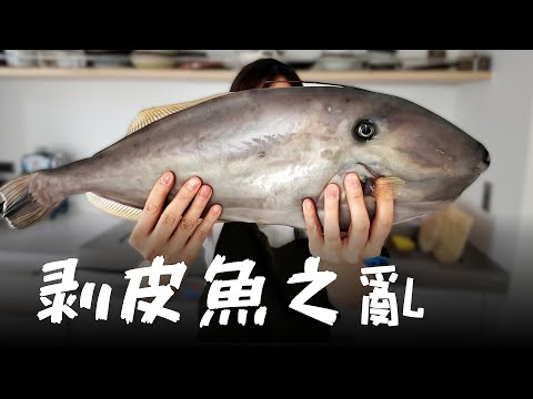 漁船瘋搶媲美鵝肝的剝皮魚肝臟！每四年一次的剝皮魚之亂，海釣船像是去搶衛生紙一樣熱鬧～