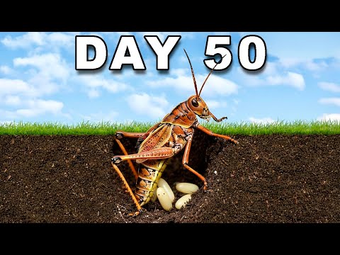 Raising GrassHoppers for 50 Days