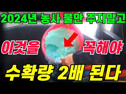 양액관주용 복합비료 미량요소 풍부한 '이것' 하면 1초만에 녹고 덩어리가 없습니다