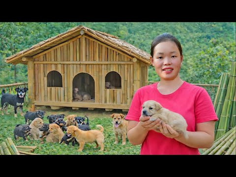 How to Make a New Bamboo House for My Dogs - Simple & Durable | Trieu Mai Huong
