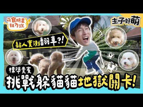 阿本 一日保母 巨大化升級！標準貴賓 黏人實測失控 躲貓貓直接變搞笑特輯！？【 主子好萌 】 萌寵明星粗乃玩 @haveapetday​