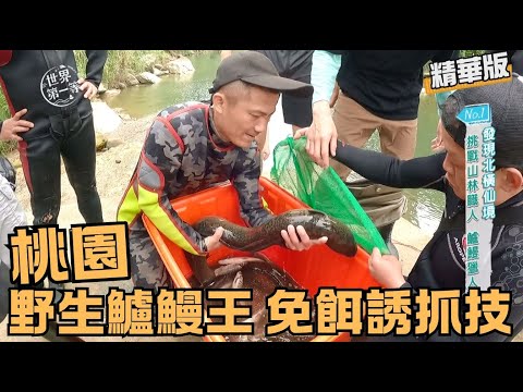 【桃園】野生鱸鰻王 免餌捕捉達人秘技（乾煎鱸鰻／藥燉鱸鰻）｜《世界第一等》1009集精華版