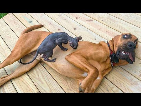 Animals Acting Like Total Comedians 😂 Funniest Animal Videos 2025