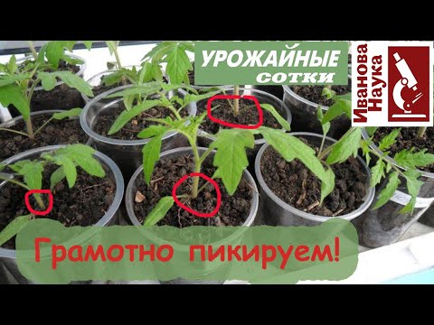 Up to your ears... in the ground! How to properly transplant seedlings for a big harvest. Video w...