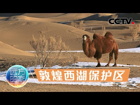 比大熊猫还珍贵的野生动物！从野马回归故乡到野骆驼种群恢复 行走在沙漠戈壁 探访敦煌西湖保护区 20211021 |《远方的家》CCTV中文国际