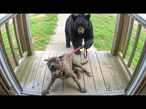 When Your Pet Brings Home a Friend